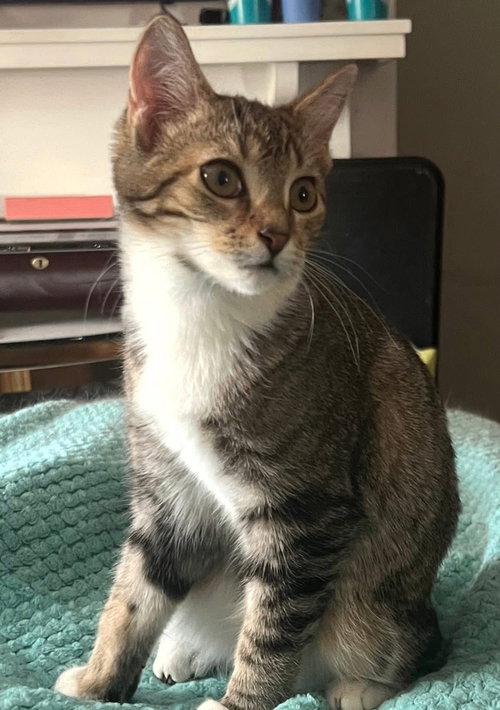 MOIRA - Domestic Medium Hair available for adoption