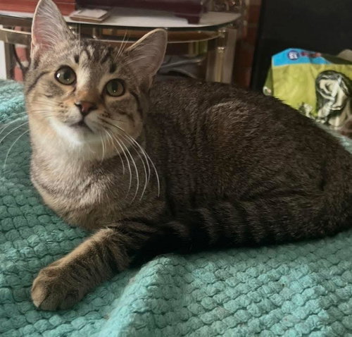 picture of the cat needing adoption