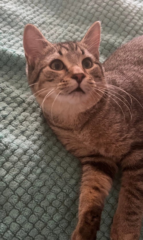 JOHNNY - Domestic Medium Hair available for adoption