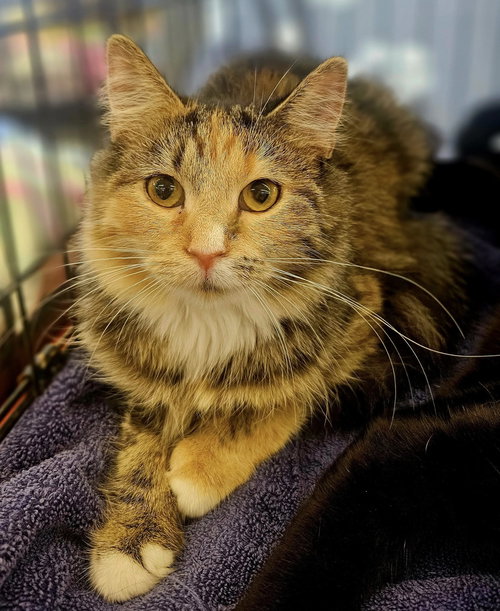 HAZEL - Domestic Medium Hair available for adoption