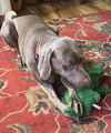 Ruby - Photo 2