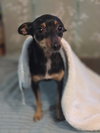Cookie - Photo 4