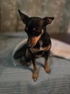 Cookie - Photo 5