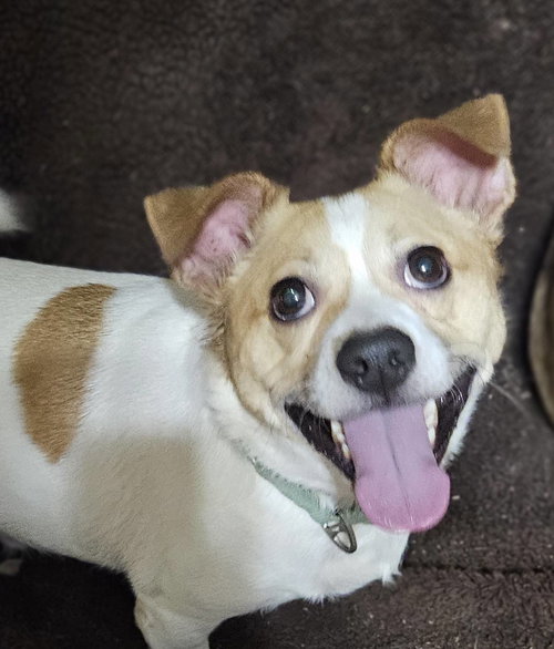 JACK - Jack Russell Terrier / Chihuahua available for adoption