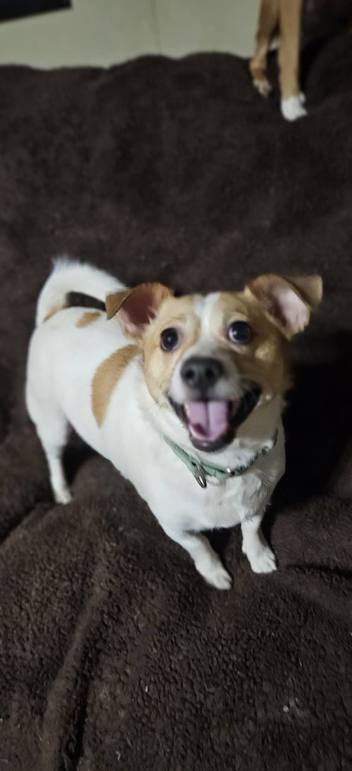 JACK - Jack Russell Terrier / Chihuahua available for adoption