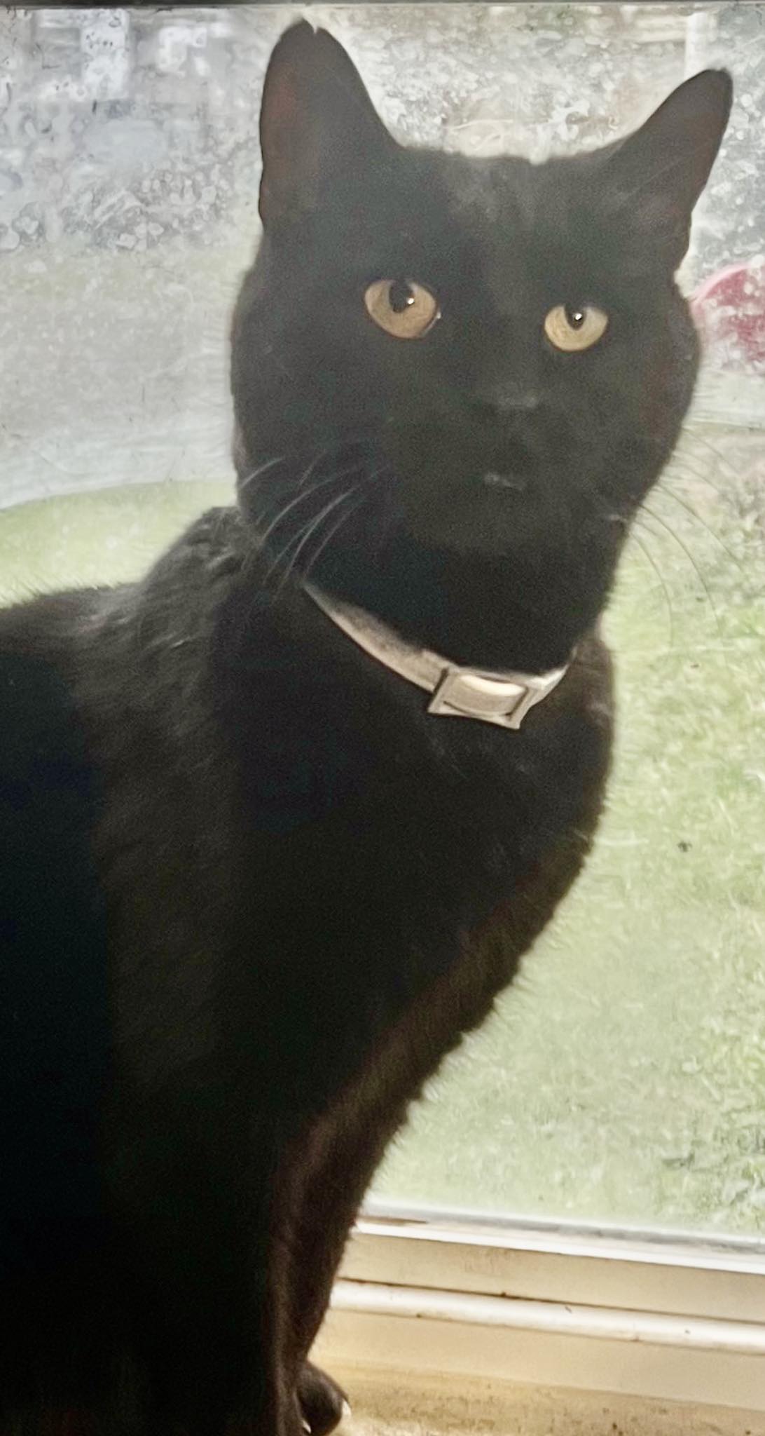 Mr. Cat Image