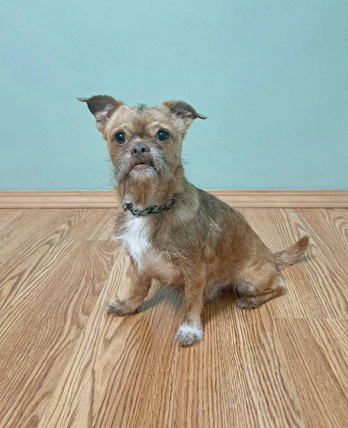 Ollie, an adoptable Brussels Griffon in Fairmont, WV