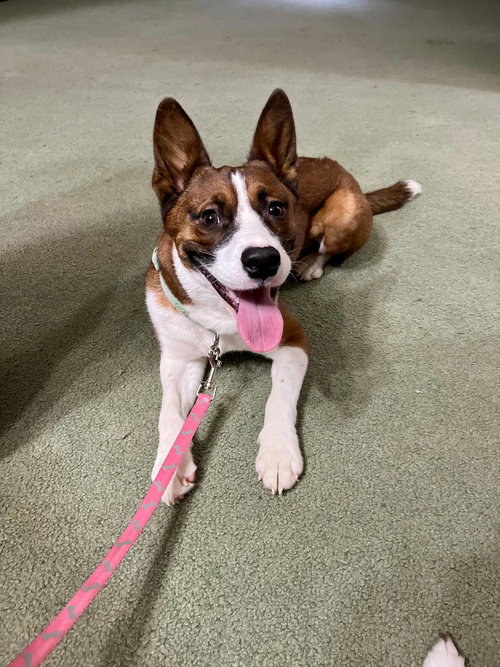 picture of the dog needing adoption