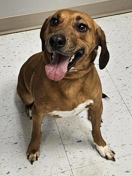 picture of the dog needing adoption