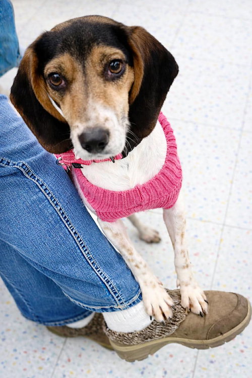 picture of the dog needing adoption