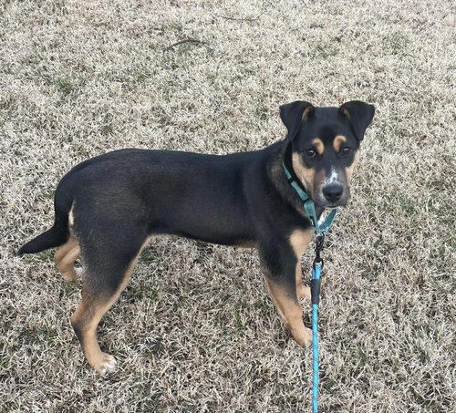 picture of the dog needing adoption