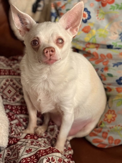 picture of the dog needing adoption