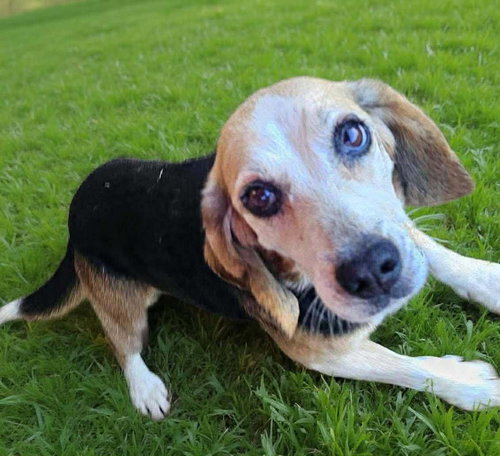 picture of the dog needing adoption