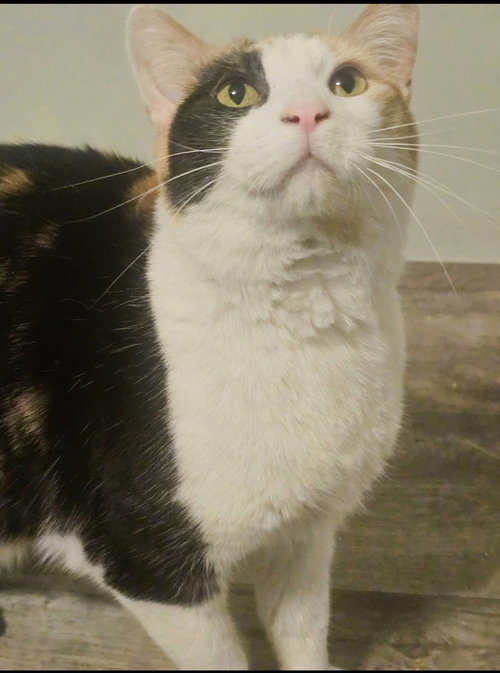 Delilah, an adoptable Calico in Fairmont, WV