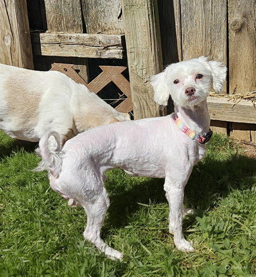 Marshmellow, an adoptable Maltese in Fairmont, WV