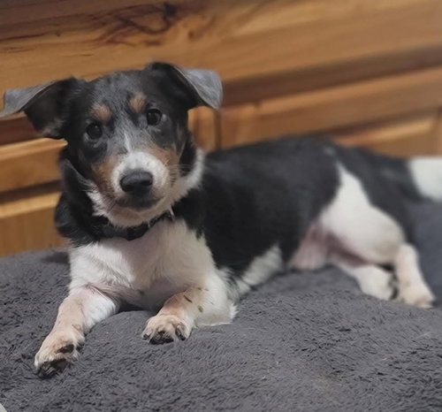 Spike, an adoptable Unknown breed in Fairmont, WV