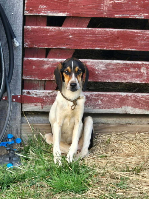 picture of the dog needing adoption