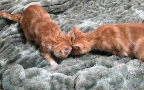 Chuck and Charlieo, an adoptable Domestic Medium Hair in Fairmont, WV