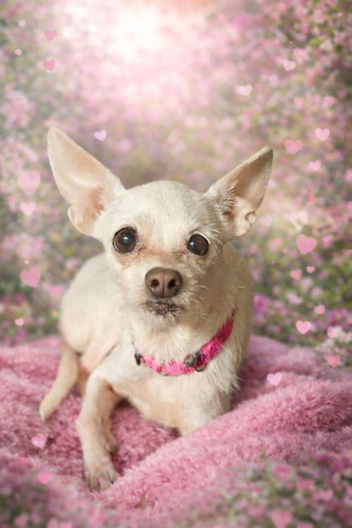 Arie Jade, an adoptable Unknown breed in Fairmont, WV