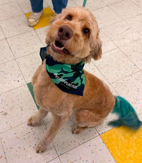 Buddy, an adoptable Golden Retriever in Fairmont, WV