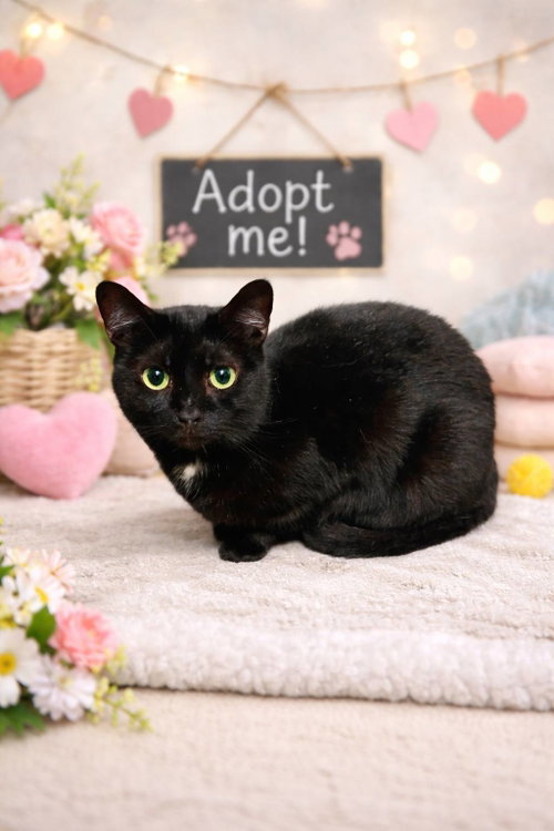 Nova, an adoptable Domestic Short Hair in Fairmont, WV