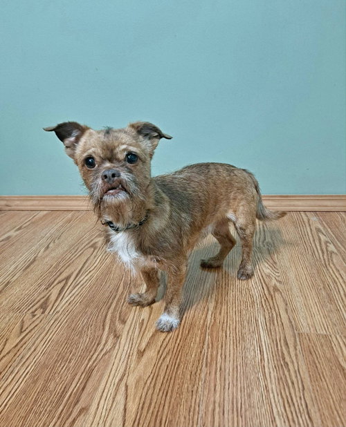 Ollie, an adoptable Brussels Griffon in Fairmont, WV