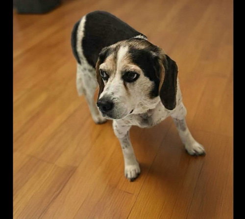 Maddie, an adoptable Beagle in Fairmont, WV