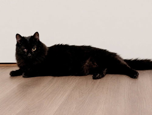 Echo, a cat for adoption from Pet Helpers, Inc