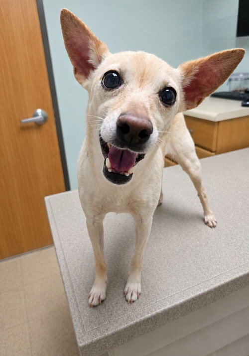 picture of the dog needing adoption