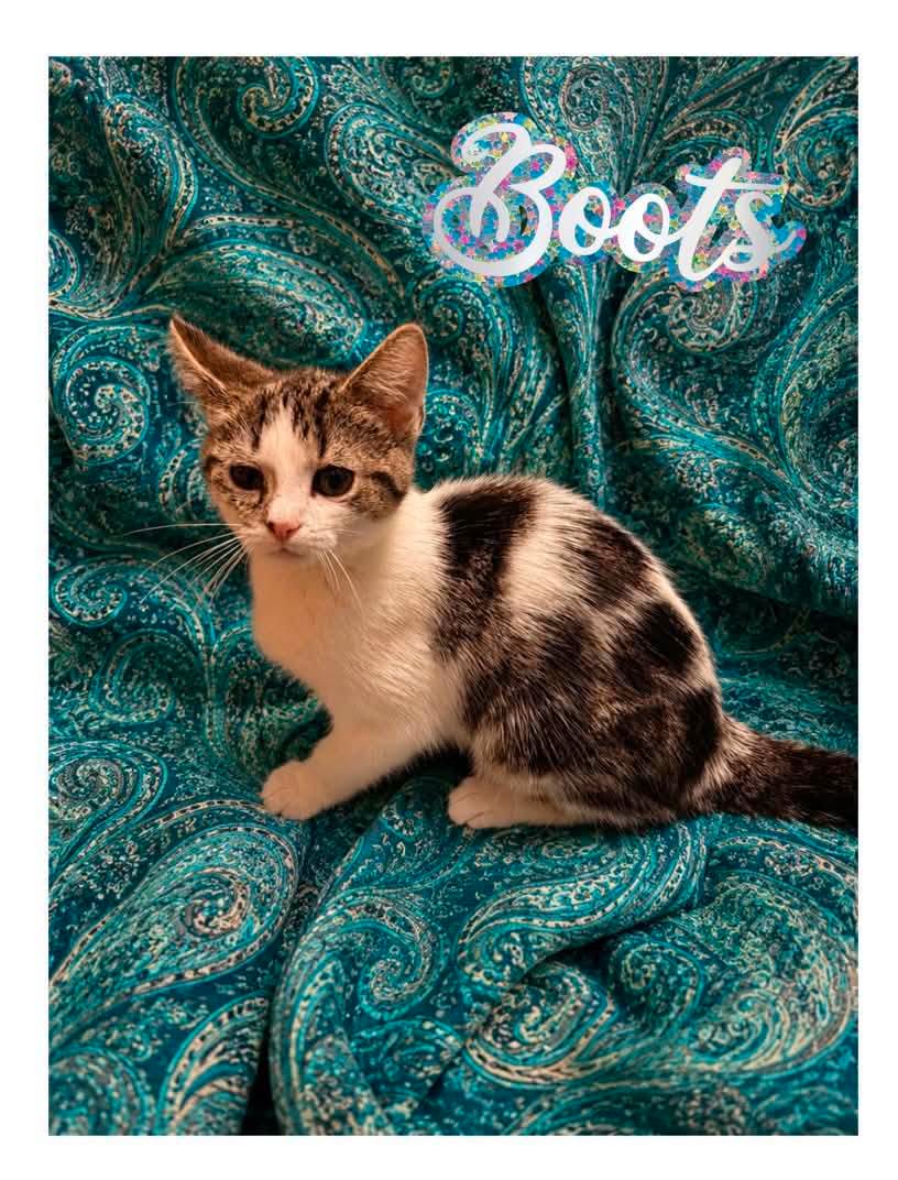 Boots and Jolene, Domestic Medium Hair