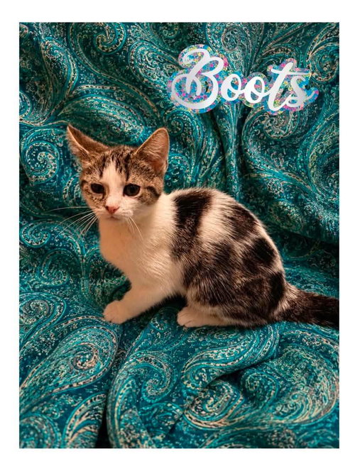 Boots and Jolene, a cat for adoption from Pet Helpers, Inc
