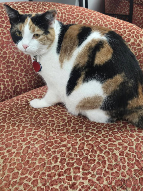 picture of the cat needing adoption