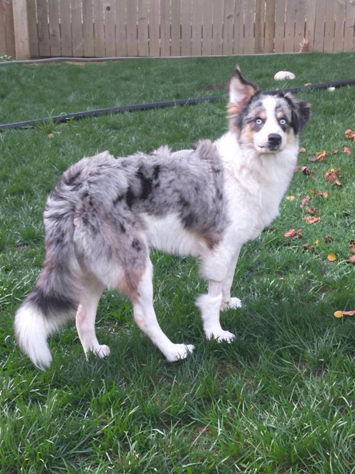 Bandit, a dog for adoption from Pet Helpers, Inc