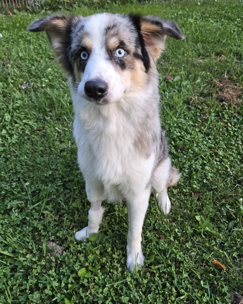 Photo 2 of Bandit