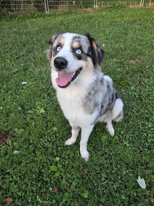 Photo 3 of Bandit