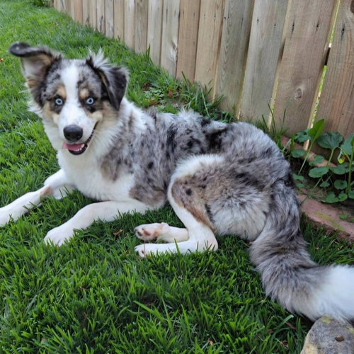 Photo 4 of Bandit