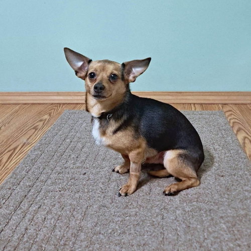 Andy, a dog for adoption from Pet Helpers, Inc