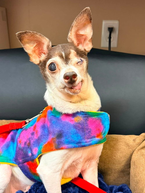 Bruno, a dog for adoption from Pet Helpers, Inc
