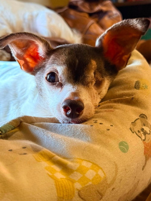 Photo 2 of Bruno