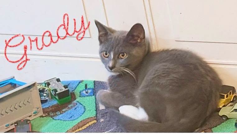 Grady, Domestic Short Hair