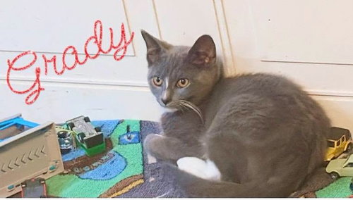 Grady, a cat for adoption from Pet Helpers, Inc