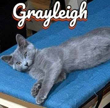Grayleight, a cat for adoption from Pet Helpers, Inc