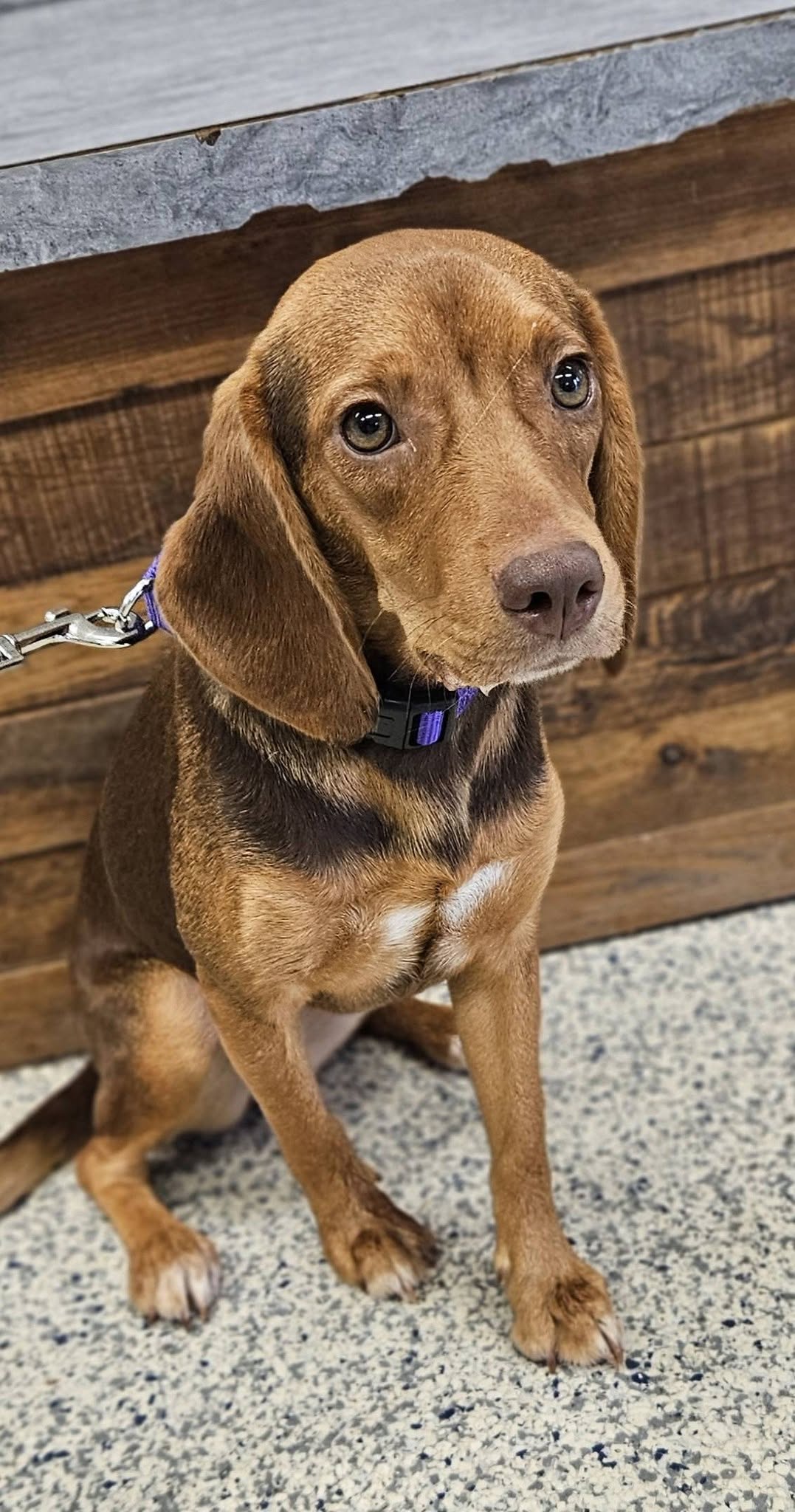 Matilda, Mixed Breed