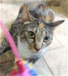 adoptable Cat in raleigh, NC named Sally