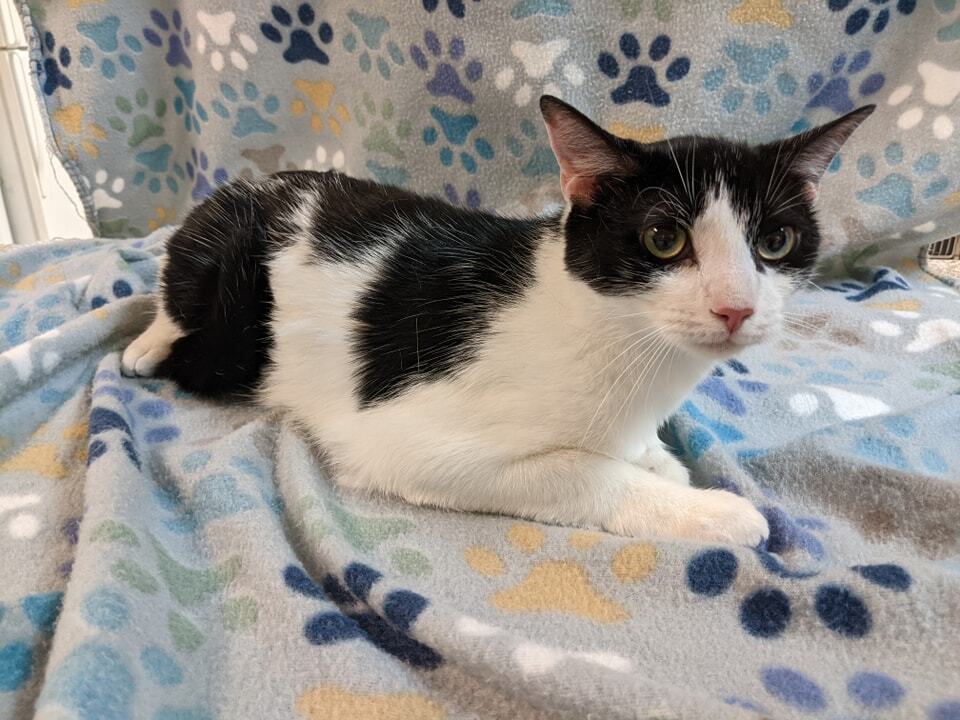 adoptable Cat in Raleigh, NC named Tyler