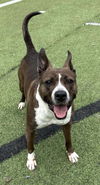 adoptable Dog in raleigh, NC named Selena