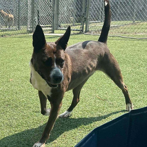 SELENA - Boxer available for adoption