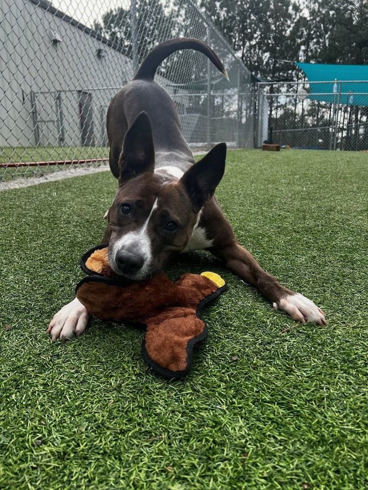 adoptable Dog in Raleigh, NC named Selena