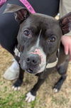 adoptable Dog in  named Eros