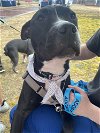 adoptable Dog in raleigh, NC named Eros